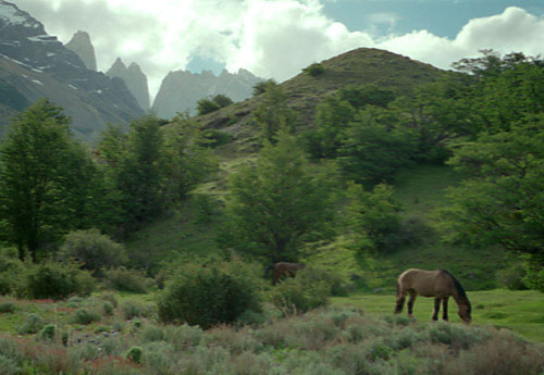 Horses below Torres del Paine